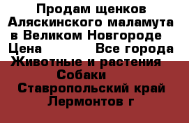 Продам щенков Аляскинского маламута в Великом Новгороде › Цена ­ 5 000 - Все города Животные и растения » Собаки   . Ставропольский край,Лермонтов г.